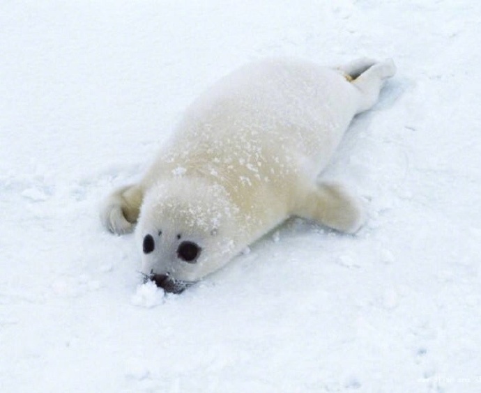 点击大图看下一张：雪地里超萌的格陵兰小海豹图片
