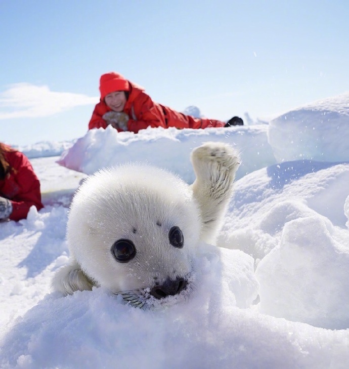 点击大图看下一张：雪地里超萌的格陵兰小海豹图片