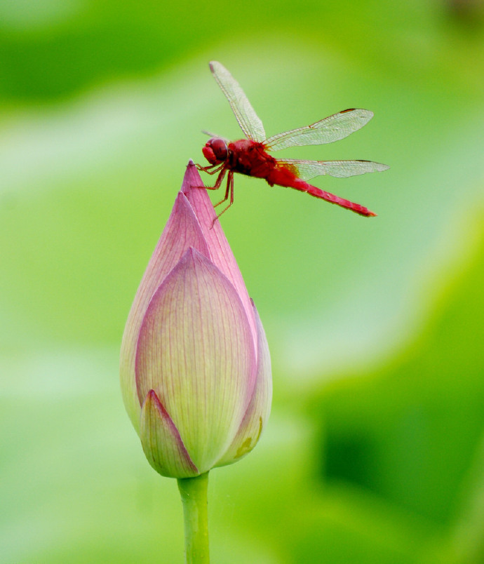 点击大图看下一张：一只蜻蜓站在一朵可矗立的小荷的图片