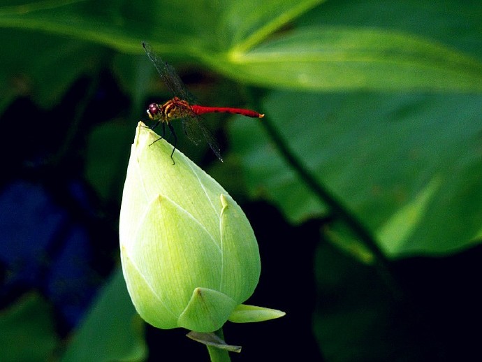 点击大图看下一张：一只蜻蜓站在一朵可矗立的小荷的图片