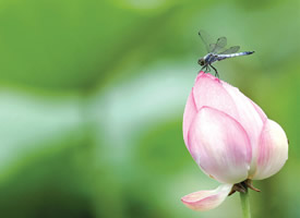 一只蜻蜓站在一朵可矗立的小荷的图片