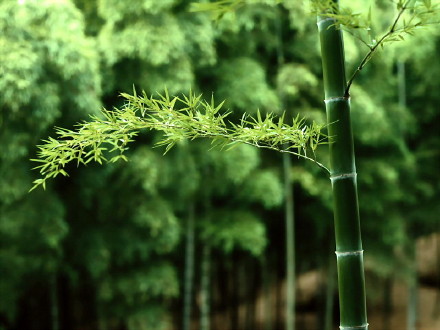点击大图看下一张：纯而不腻；生活如竹，步步高升