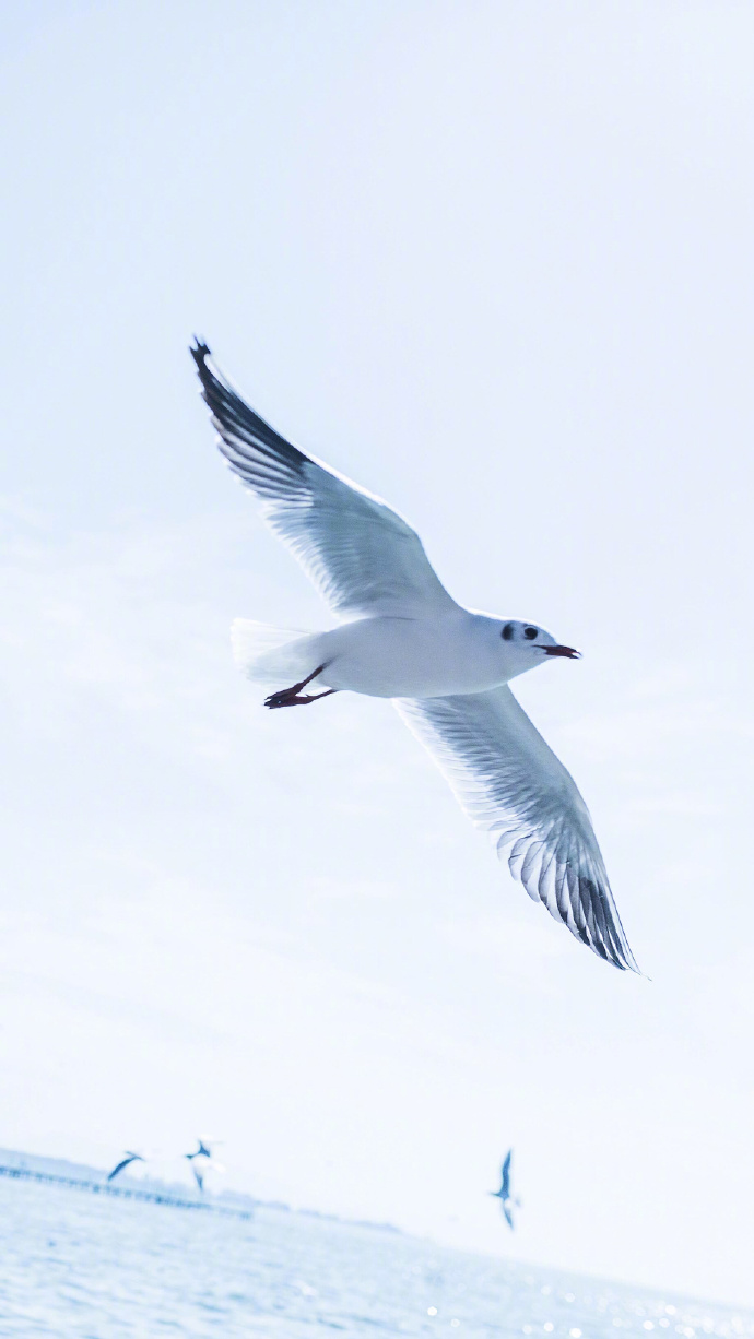 点击大图看下一张：蓝色大海上自由飞翔的海鸥图片欣赏