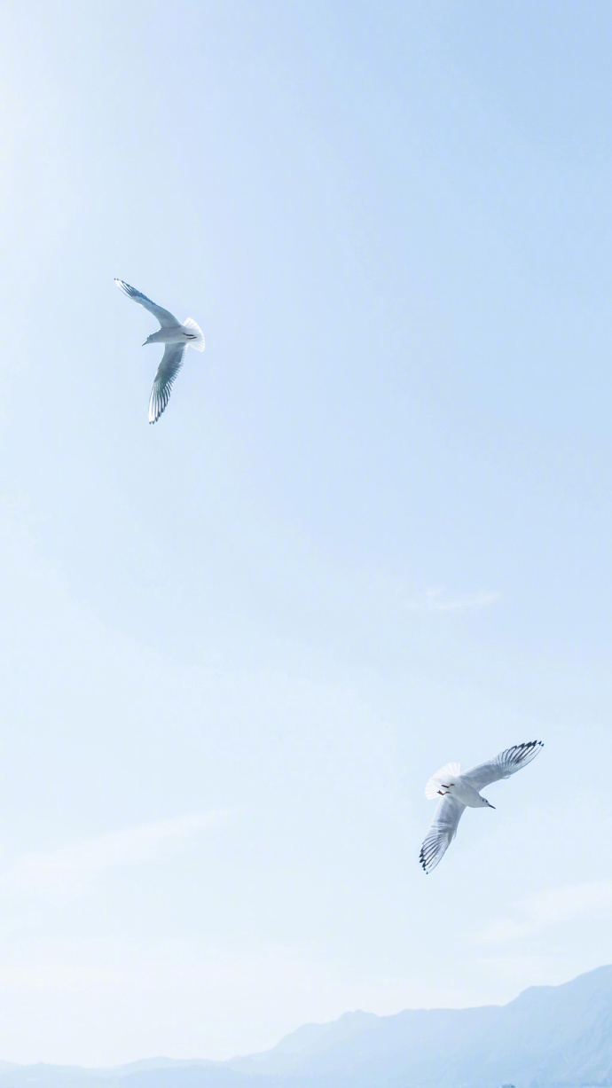 点击大图看下一张：蓝色大海上自由飞翔的海鸥图片欣赏