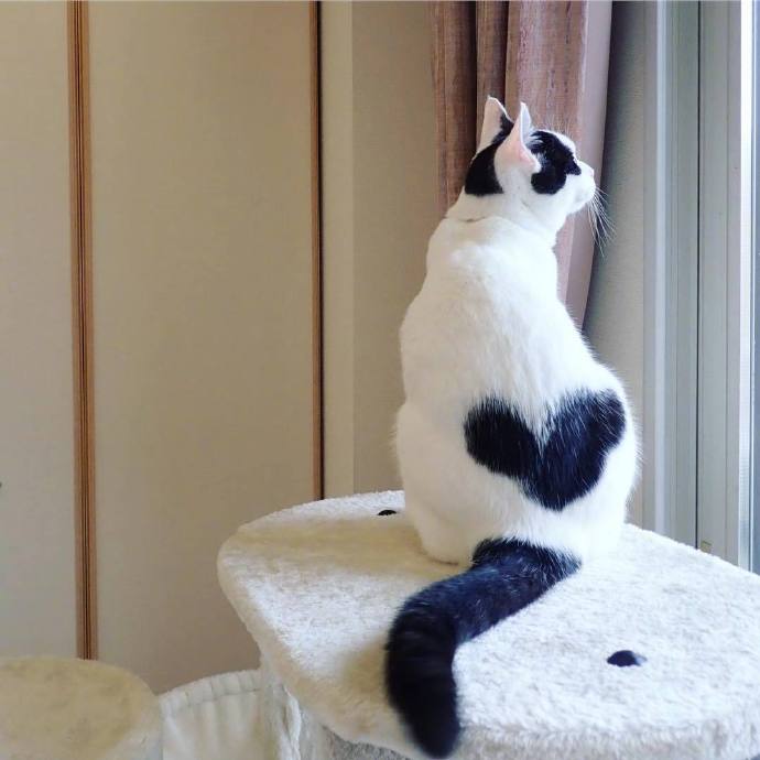 点击大图看下一张：背上有桃心的特别猫猫图片欣赏