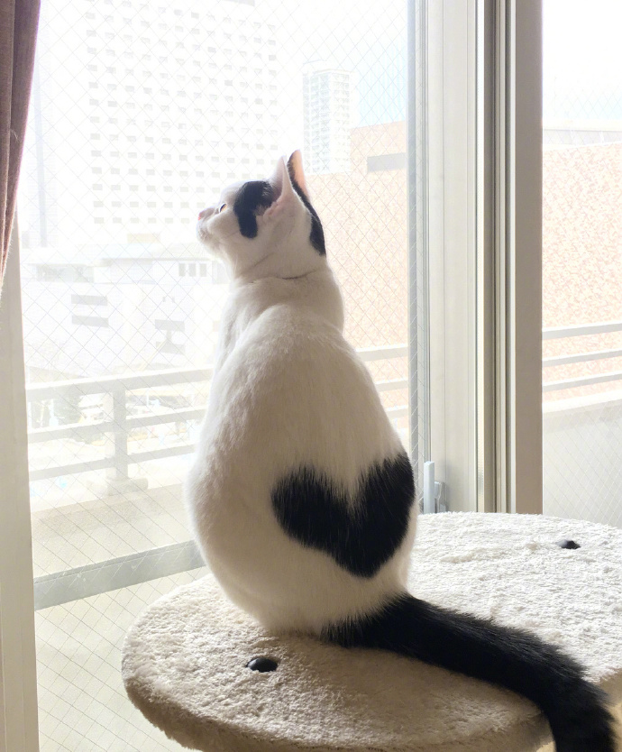 点击大图看下一张：背上有桃心的特别猫猫图片欣赏