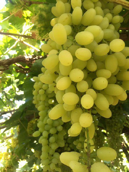 点击大图看下一张：新疆的绿葡萄看着就很甜很好吃的样子