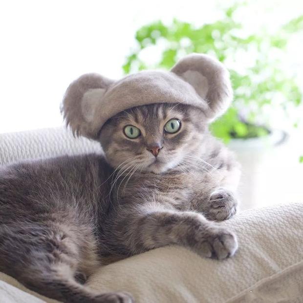 点击大图看下一张：日本一猫主人积攒自家猫主子的毛，做成各种帽子