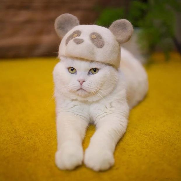 点击大图看下一张：日本一猫主人积攒自家猫主子的毛，做成各种帽子
