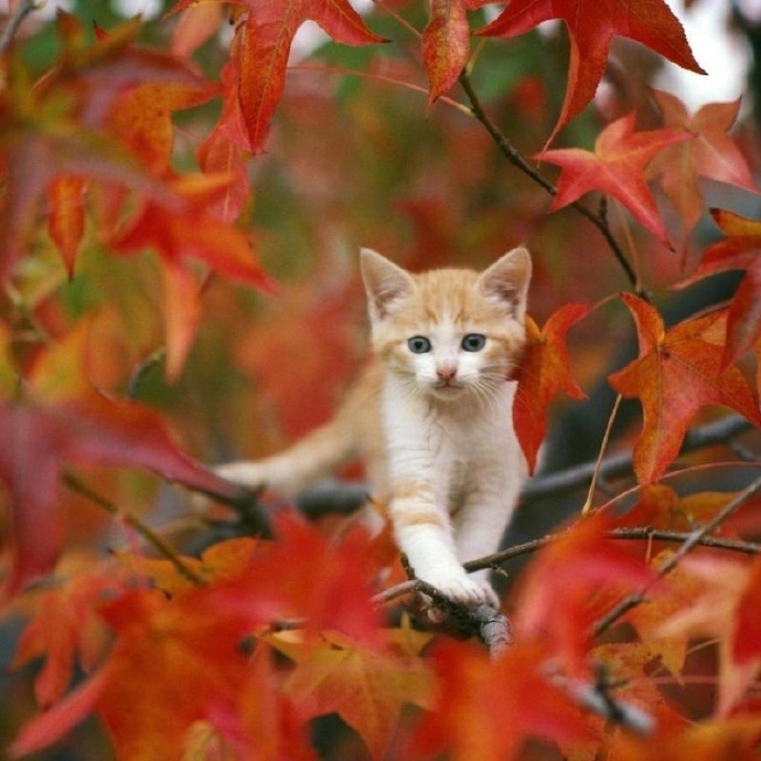 点击大图看下一张：春华秋实 秋天美丽的颜色图片欣赏