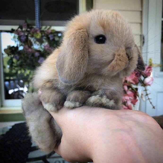 点击大图看下一张：刚满一个月的小兔兔 可爱又呆萌