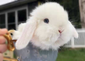 刚满一个月的小兔兔 可爱又呆萌