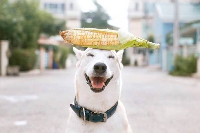 点击大图看下一张：一只爱笑的可爱狗狗图片欣赏