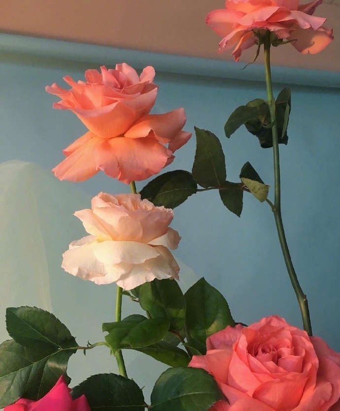 点击大图看下一张：唯美系色彩绚丽的玫瑰图片