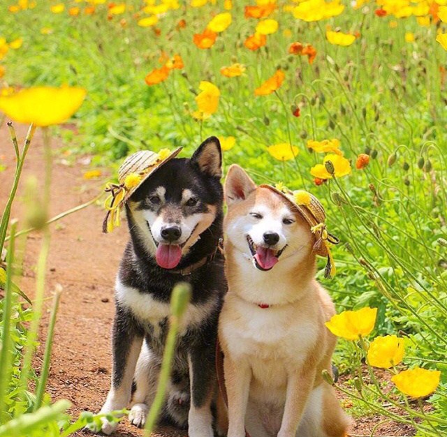 点击大图看下一张：花丛中两只甜蜜谈恋爱的柴犬图片