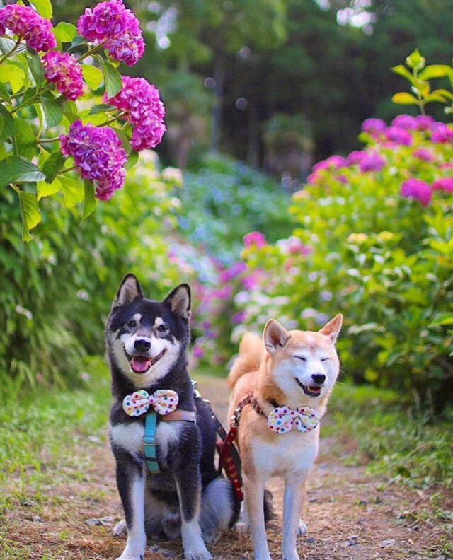 点击大图看下一张：花丛中两只甜蜜谈恋爱的柴犬图片