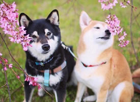 花丛中两只甜蜜谈恋爱的柴犬图片