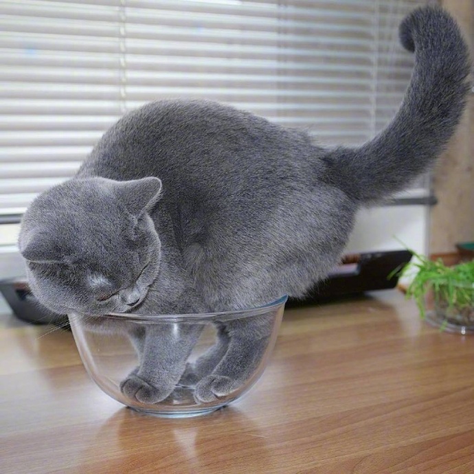 点击大图看下一张：淘气小猫在碗里嬉戏的图片欣赏
