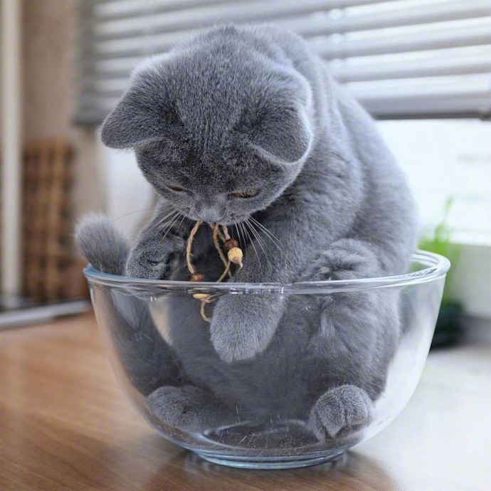 点击大图看下一张：淘气小猫在碗里嬉戏的图片欣赏