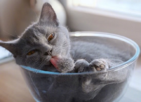淘气小猫在碗里嬉戏的图片欣赏