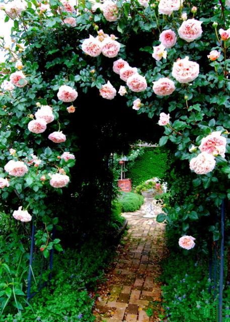 点击大图看下一张：还在藤蔓上开的明媚嫣然的玫瑰花图片欣赏