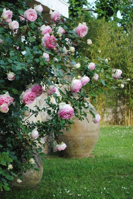点击大图看下一张：还在藤蔓上开的明媚嫣然的玫瑰花图片欣赏