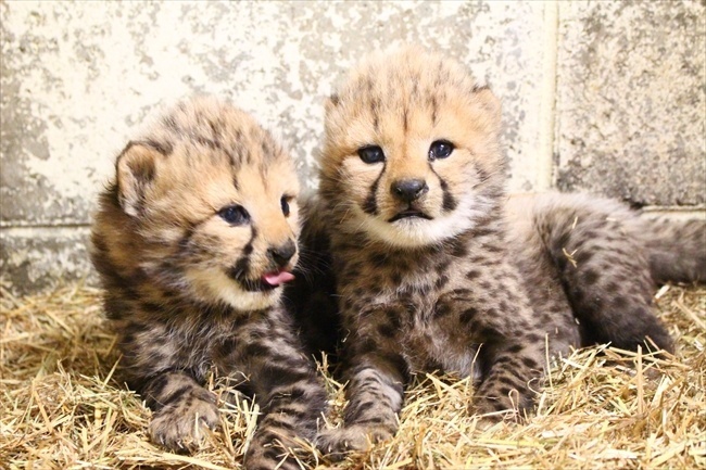 点击大图看下一张：刚刚出生的2只豹宝宝，呆头呆脑的萌死了