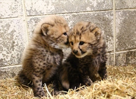 刚刚出生的2只豹宝宝，呆头呆脑的萌死了