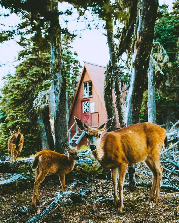 点击大图看下一张：林深时见鹿，梦醒时见你
