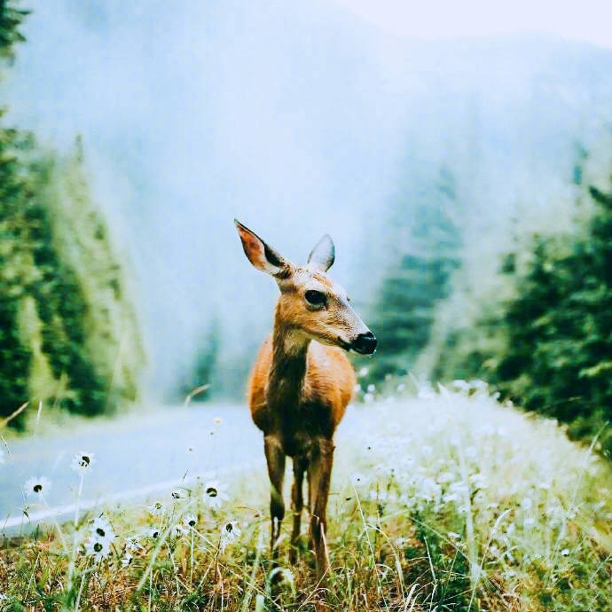 点击大图看下一张：林深时见鹿，梦醒时见你