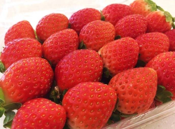 点击大图看下一张：满满一屏幕的草莓 草莓控已沦陷