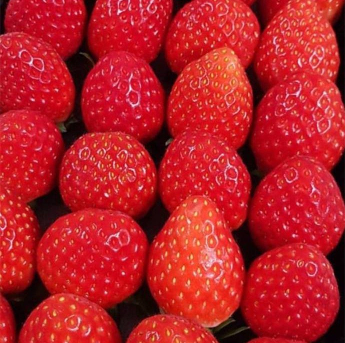 点击大图看下一张：满满一屏幕的草莓 草莓控已沦陷