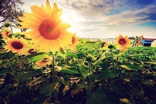 点击大图看下一张：开满向日葵的小镇 满眼阳光盛开着希望