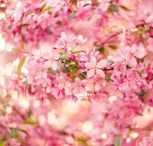 点击大图看下一张：樱花开放的季节感觉这个世界都是粉红色