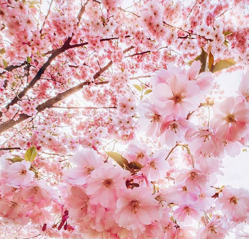 点击大图看下一张：樱花开放的季节感觉这个世界都是粉红色