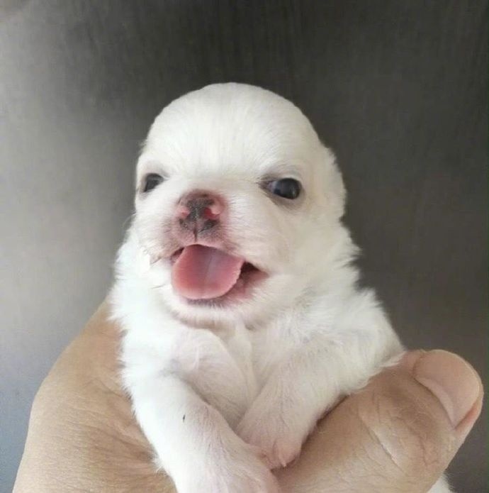 点击大图看下一张：刚生出来的小奶狗真的是超级可爱