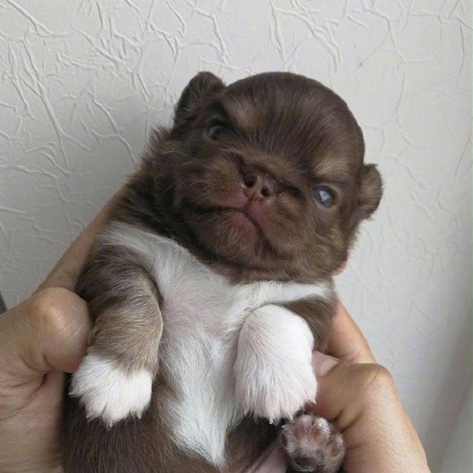 点击大图看下一张：刚生出来的小奶狗真的是超级可爱
