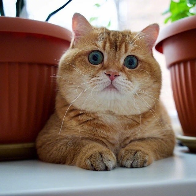 点击大图看下一张：一只圆脸圆眼睛的萌萌哒猫猫