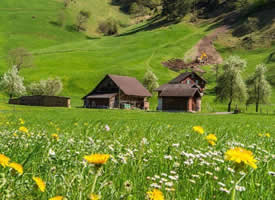 高原的春天 青山 草地真是美的一绝