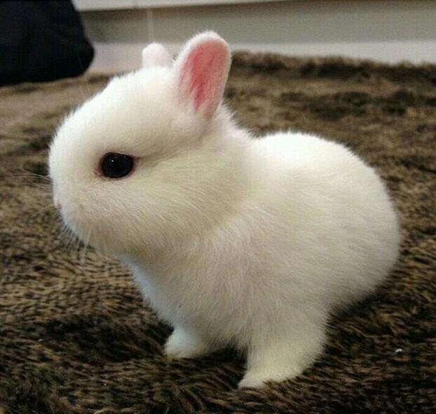 点击大图看下一张：沉迷于这样的小白兔无法自拔