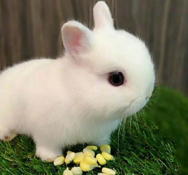 点击大图看下一张：沉迷于这样的小白兔无法自拔