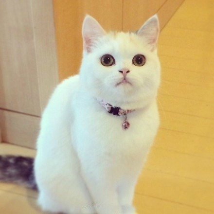 点击大图看下一张：一只纯白色小猫顽皮搞怪的图片欣赏