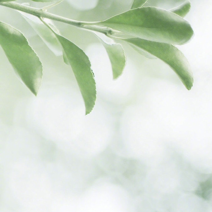 点击大图看下一张：一组超唯美的小清新树叶绿色护眼壁纸