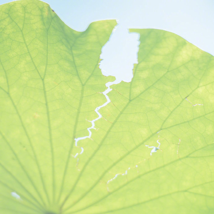 点击大图看下一张：一组超唯美的小清新树叶绿色护眼壁纸
