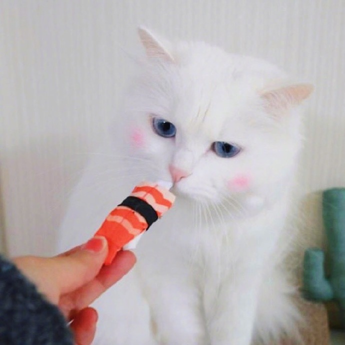 点击大图看下一张：一组白色毛毛有着晒红的可爱小猫图片