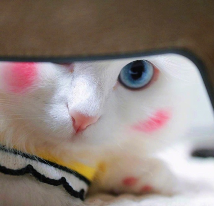 点击大图看下一张：一组白色毛毛有着晒红的可爱小猫图片