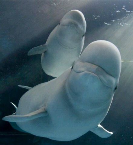 点击大图看下一张：一组海洋馆里好看可爱的海豚图片