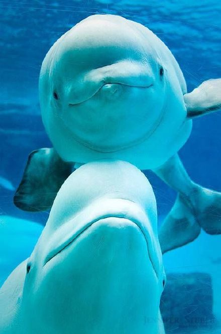 点击大图看下一张：一组海洋馆里好看可爱的海豚图片