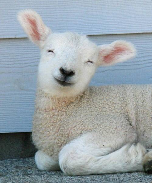 点击大图看下一张：一组可爱治愈的羊崽图片欣赏​​​​