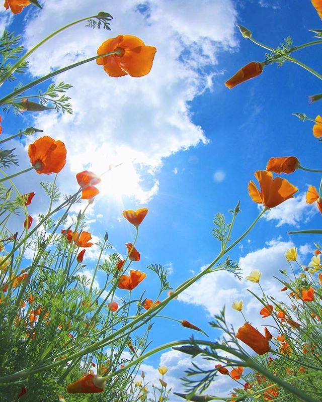 点击大图看下一张：一组蓝天白云下盛情绽放的罂粟花图集